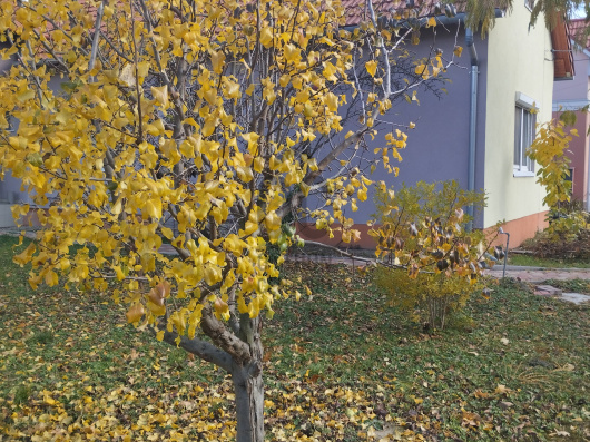 Index image